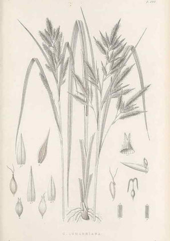 Reproducción/Reproduction 48682933416: Illustrations of the genus Carex. London :William Pamplin,1858-1867.. 