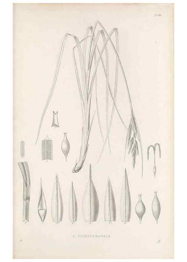 Reproducción/Reproduction 48683108517: Illustrations of the genus Carex. London :William Pamplin,1858-1867.. 