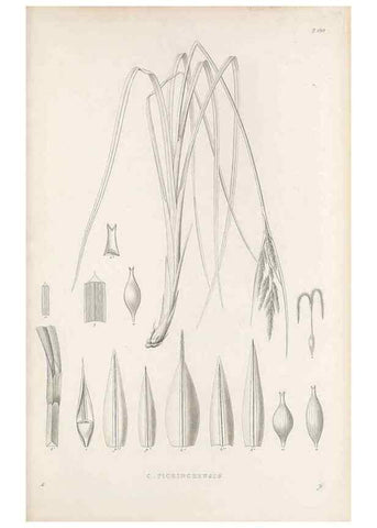 Reproducción/Reproduction 48683108517: Illustrations of the genus Carex. London :William Pamplin,1858-1867.. 