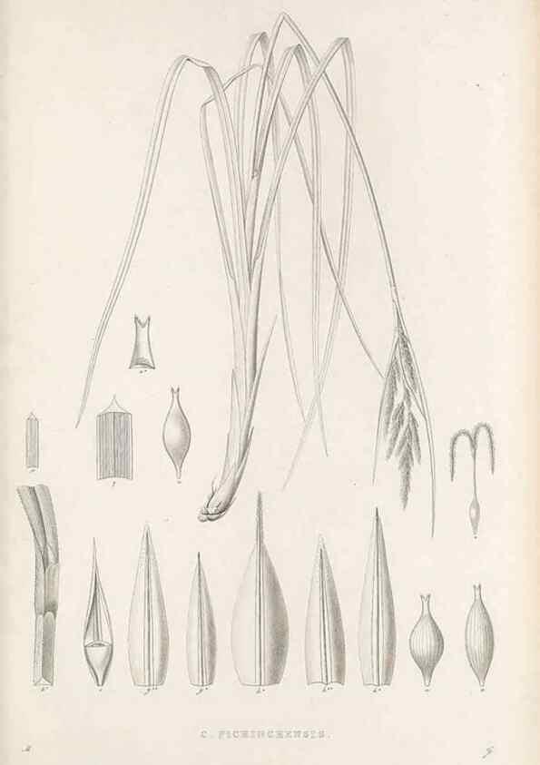 Reproducción/Reproduction 48683108517: Illustrations of the genus Carex. London :William Pamplin,1858-1867.. 