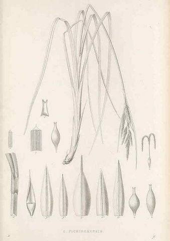 Reproducción/Reproduction 48683108517: Illustrations of the genus Carex. London :William Pamplin,1858-1867.. 