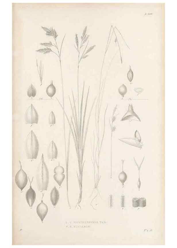 Reproducción/Reproduction 48683108832: Illustrations of the genus Carex. London :William Pamplin,1858-1867.. 