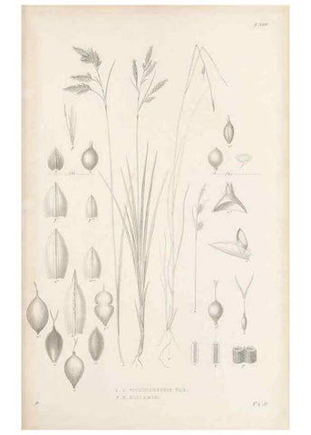 Reproducción/Reproduction 48683108832: Illustrations of the genus Carex. London :William Pamplin,1858-1867.. 