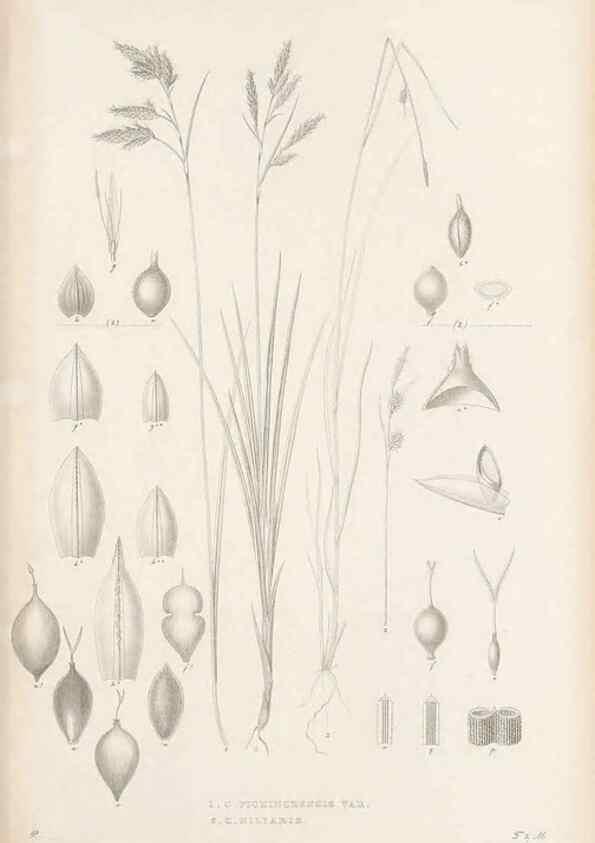 Reproducción/Reproduction 48683108832: Illustrations of the genus Carex. London :William Pamplin,1858-1867.. 