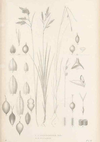Reproducción/Reproduction 48683108832: Illustrations of the genus Carex. London :William Pamplin,1858-1867.. 