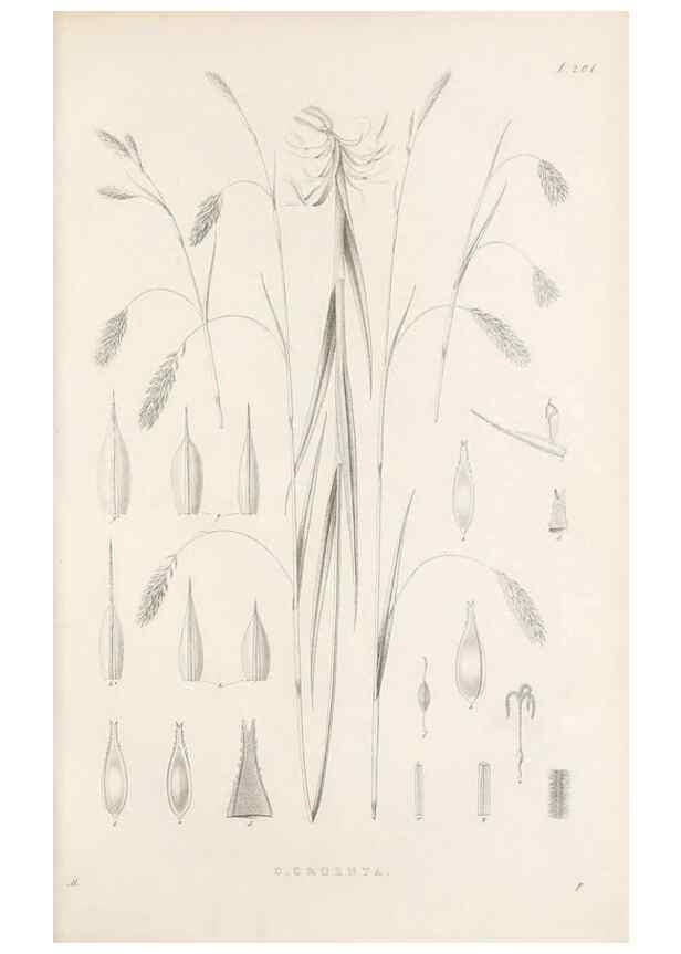 Reproducción/Reproduction 48682999376: Illustrations of the genus Carex. London :William Pamplin,1858-1867.. 