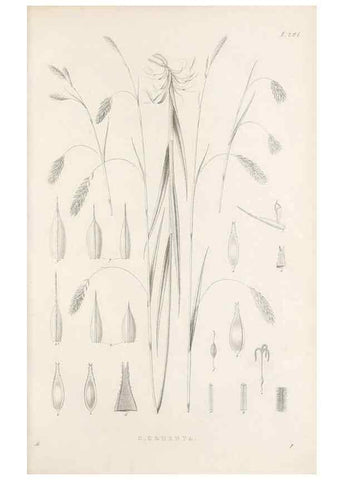 Reproducción/Reproduction 48682999376: Illustrations of the genus Carex. London :William Pamplin,1858-1867.. 