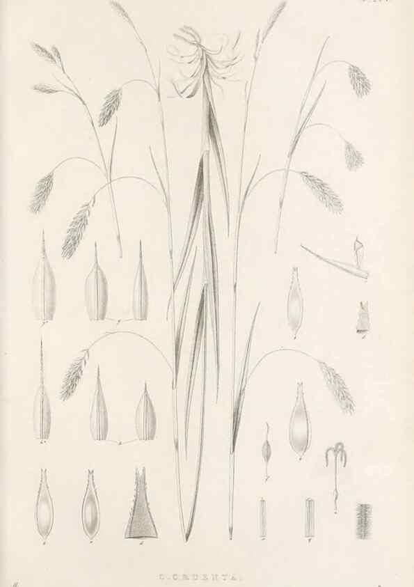 Reproducción/Reproduction 48682999376: Illustrations of the genus Carex. London :William Pamplin,1858-1867.. 