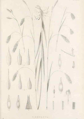 Reproducción/Reproduction 48682999376: Illustrations of the genus Carex. London :William Pamplin,1858-1867.. 