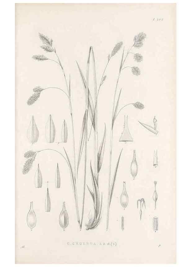 Reproducción/Reproduction 48682999676: Illustrations of the genus Carex. London :William Pamplin,1858-1867.. 