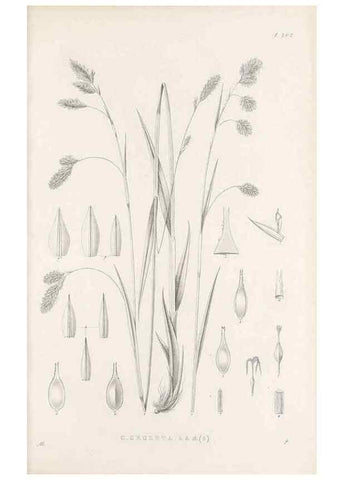 Reproducción/Reproduction 48682999676: Illustrations of the genus Carex. London :William Pamplin,1858-1867.. 