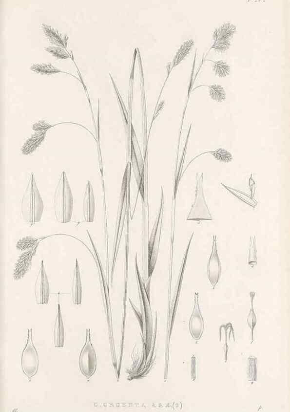 Reproducción/Reproduction 48682999676: Illustrations of the genus Carex. London :William Pamplin,1858-1867.. 