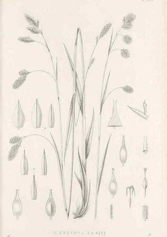 Reproducción/Reproduction 48682999676: Illustrations of the genus Carex. London :William Pamplin,1858-1867.. 