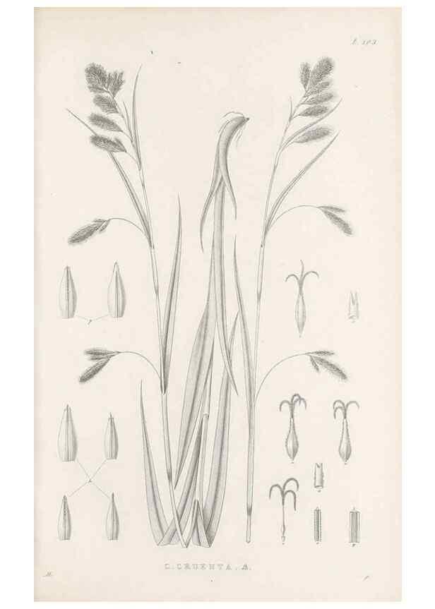 Reproducción/Reproduction 48682999891: Illustrations of the genus Carex. London :William Pamplin,1858-1867.. 