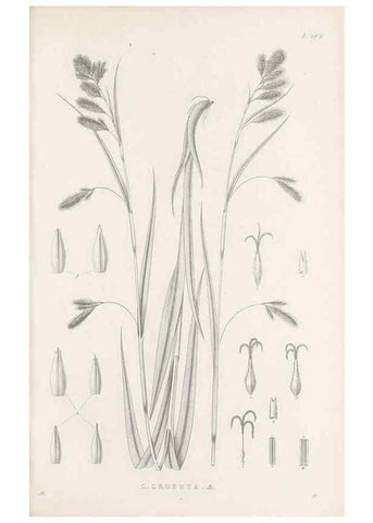 Reproducción/Reproduction 48682999891: Illustrations of the genus Carex. London :William Pamplin,1858-1867.. 