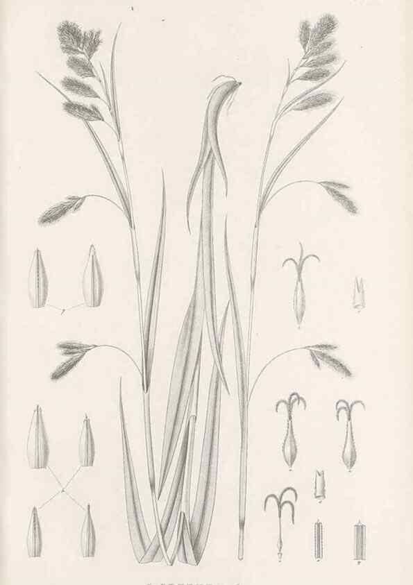Reproducción/Reproduction 48682999891: Illustrations of the genus Carex. London :William Pamplin,1858-1867.. 