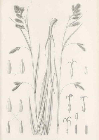 Reproducción/Reproduction 48682999891: Illustrations of the genus Carex. London :William Pamplin,1858-1867.. 