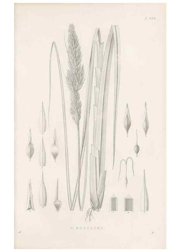 Reproducción/Reproduction 48683000186: Illustrations of the genus Carex. London :William Pamplin,1858-1867.. 