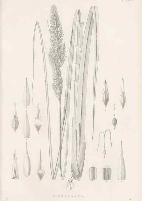 Reproducción/Reproduction 48683000186: Illustrations of the genus Carex. London :William Pamplin,1858-1867.. 