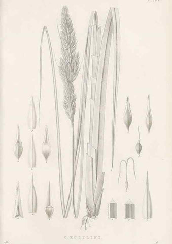 Reproducción/Reproduction 48683000186: Illustrations of the genus Carex. London :William Pamplin,1858-1867.. 