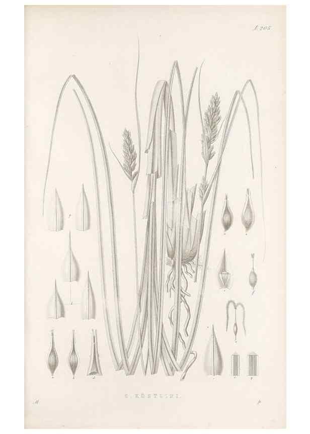 Reproducción/Reproduction 48683176412: Illustrations of the genus Carex. London :William Pamplin,1858-1867.. 