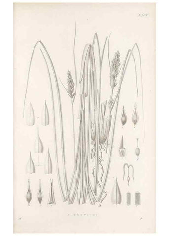 Reproducción/Reproduction 48683176412: Illustrations of the genus Carex. London :William Pamplin,1858-1867.. 