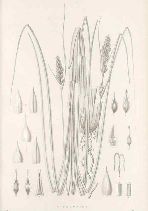 Reproducción/Reproduction 48683176412: Illustrations of the genus Carex. London :William Pamplin,1858-1867.. 