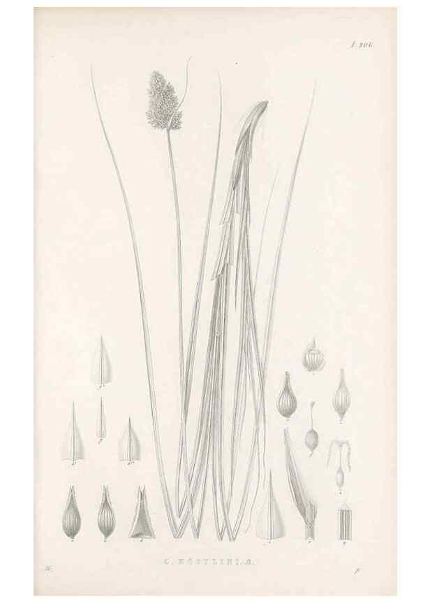 Reproducción/Reproduction 48682662078: Illustrations of the genus Carex. London :William Pamplin,1858-1867.. 