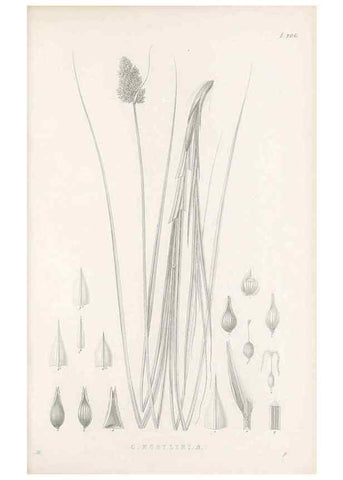 Reproducción/Reproduction 48682662078: Illustrations of the genus Carex. London :William Pamplin,1858-1867.. 