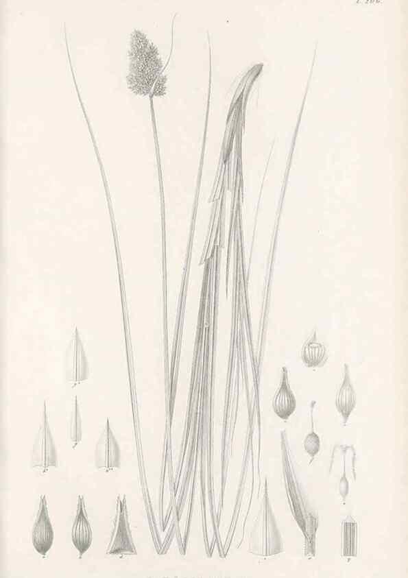 Reproducción/Reproduction 48682662078: Illustrations of the genus Carex. London :William Pamplin,1858-1867.. 