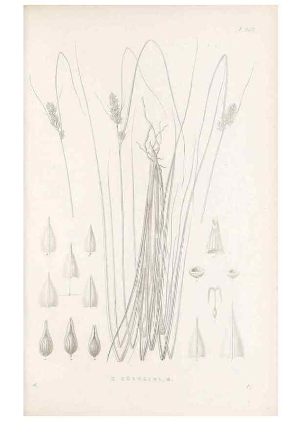 Reproducción/Reproduction 48683176867: Illustrations of the genus Carex. London :William Pamplin,1858-1867.. 