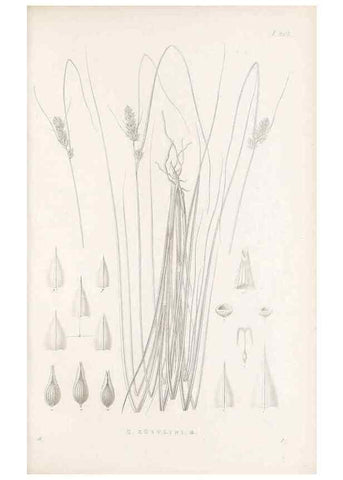 Reproducción/Reproduction 48683176867: Illustrations of the genus Carex. London :William Pamplin,1858-1867.. 