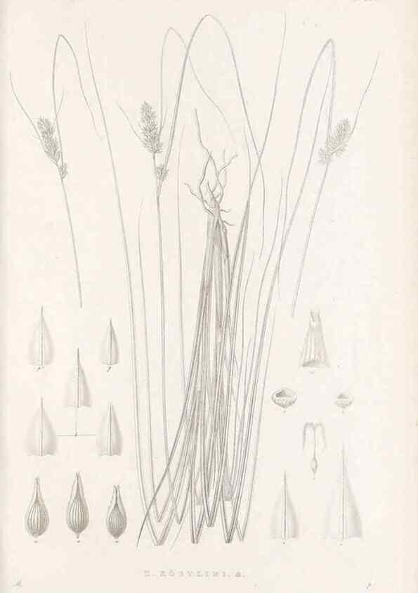 Reproducción/Reproduction 48683176867: Illustrations of the genus Carex. London :William Pamplin,1858-1867.. 