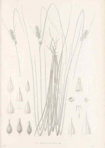 Reproducción/Reproduction 48683176867: Illustrations of the genus Carex. London :William Pamplin,1858-1867.. 