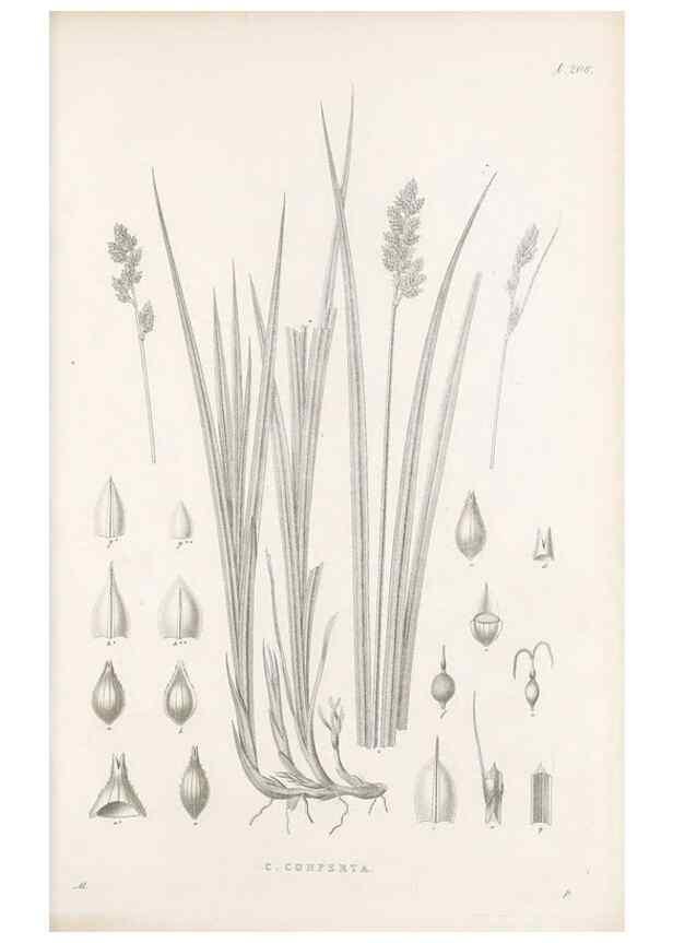 Reproducción/Reproduction 48682662603: Illustrations of the genus Carex. London :William Pamplin,1858-1867.. 