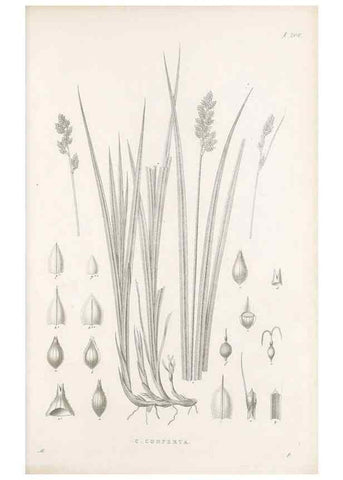 Reproducción/Reproduction 48682662603: Illustrations of the genus Carex. London :William Pamplin,1858-1867.. 