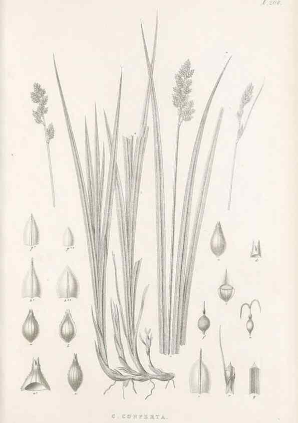 Reproducción/Reproduction 48682662603: Illustrations of the genus Carex. London :William Pamplin,1858-1867.. 