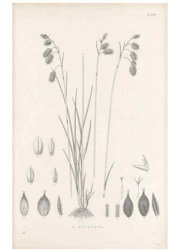 Reproducción/Reproduction 48682591638: Illustrations of the genus Carex. London :William Pamplin,1858-1867.. 