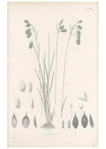 Reproducción/Reproduction 48682591638: Illustrations of the genus Carex. London :William Pamplin,1858-1867.. 