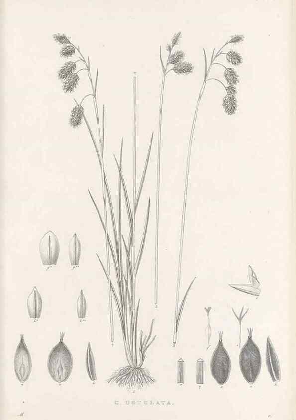 Reproducción/Reproduction 48682591638: Illustrations of the genus Carex. London :William Pamplin,1858-1867.. 
