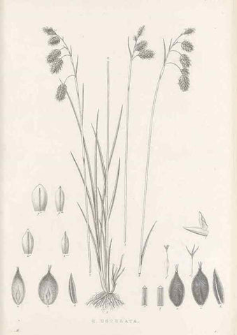 Reproducción/Reproduction 48682591638: Illustrations of the genus Carex. London :William Pamplin,1858-1867.. 