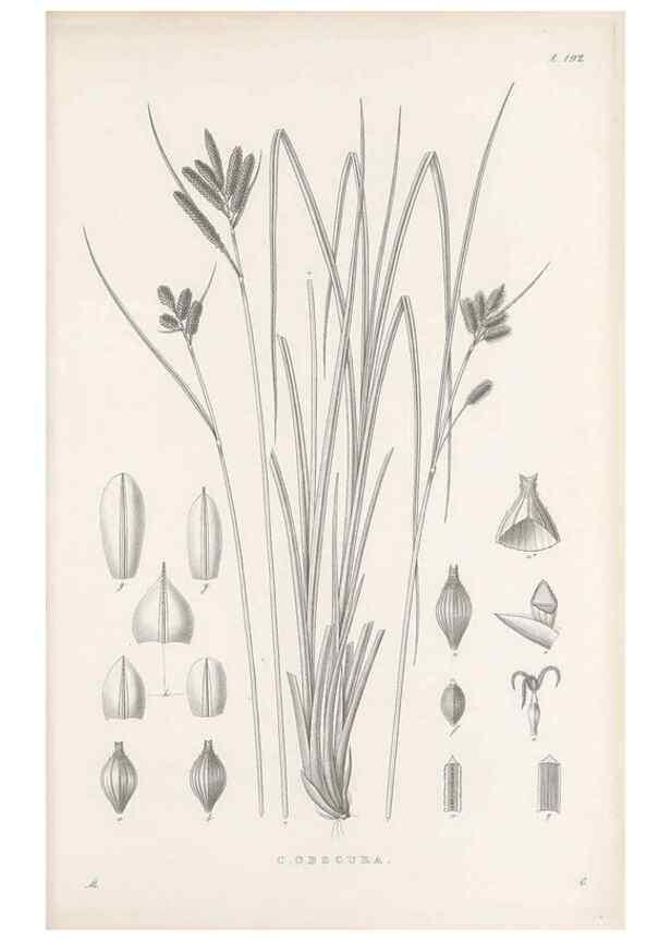 Reproducción/Reproduction 48682591408: Illustrations of the genus Carex. London :William Pamplin,1858-1867.. 