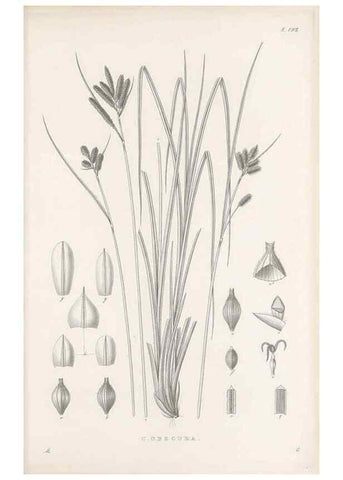 Reproducción/Reproduction 48682591408: Illustrations of the genus Carex. London :William Pamplin,1858-1867.. 