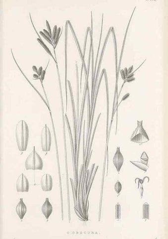 Reproducción/Reproduction 48682591408: Illustrations of the genus Carex. London :William Pamplin,1858-1867.. 
