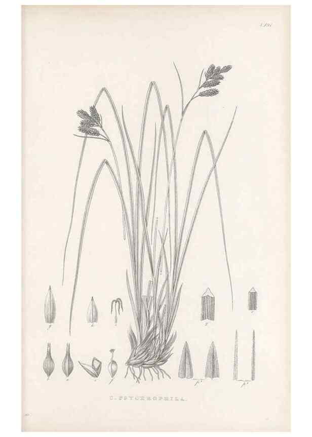 Reproducción/Reproduction 48683106352: Illustrations of the genus Carex. London :William Pamplin,1858-1867.. 