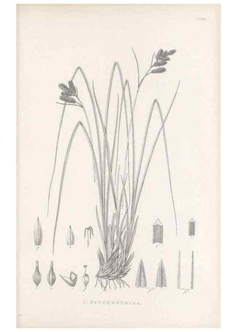 Reproducción/Reproduction 48683106352: Illustrations of the genus Carex. London :William Pamplin,1858-1867.. 