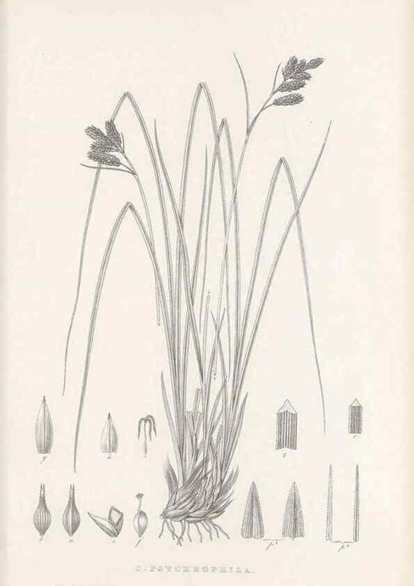 Reproducción/Reproduction 48683106352: Illustrations of the genus Carex. London :William Pamplin,1858-1867.. 