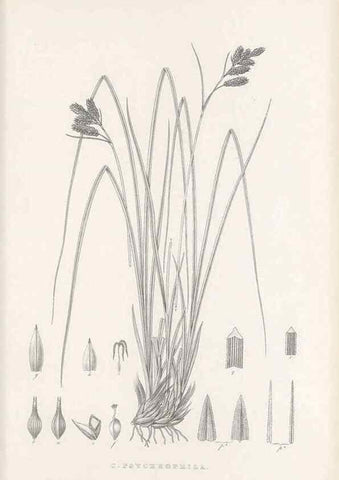 Reproducción/Reproduction 48683106352: Illustrations of the genus Carex. London :William Pamplin,1858-1867.. 