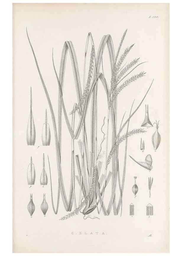 Reproducción/Reproduction 48683105957: Illustrations of the genus Carex. London :William Pamplin,1858-1867.. 