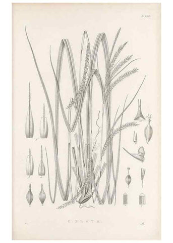 Reproducción/Reproduction 48683105957: Illustrations of the genus Carex. London :William Pamplin,1858-1867.. 